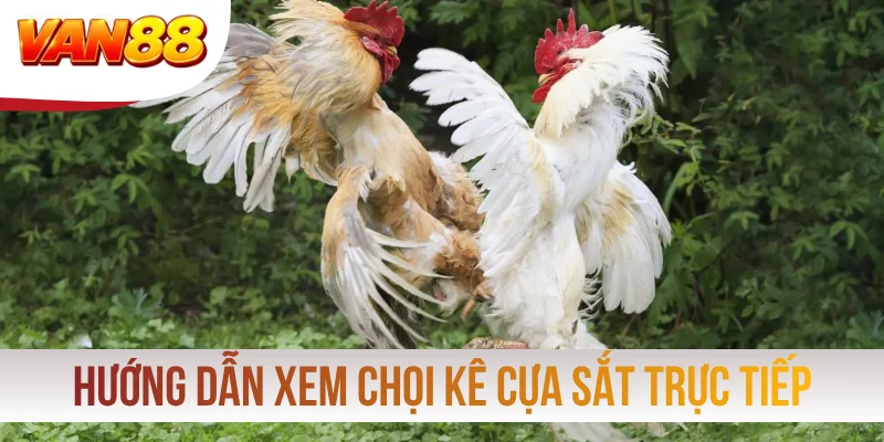 Hướng dẫn xem chọi kê cựa sắt trực tiếp qua 4 bước