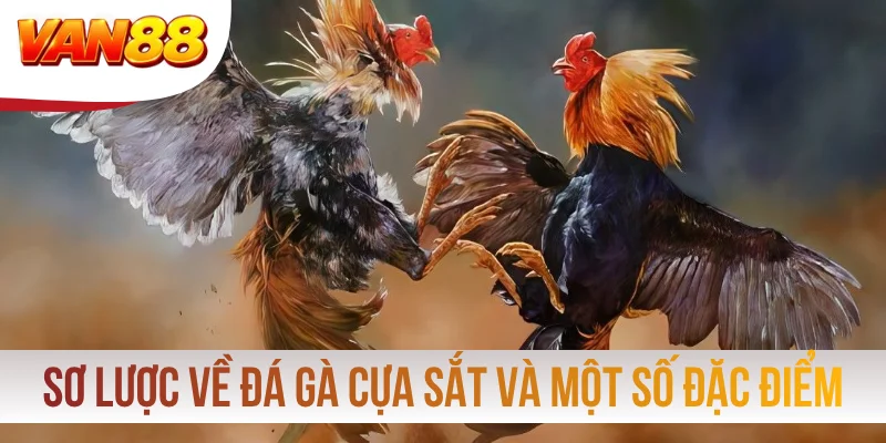 Sơ lược về đá gà cựa sắt và một số đặc điểm